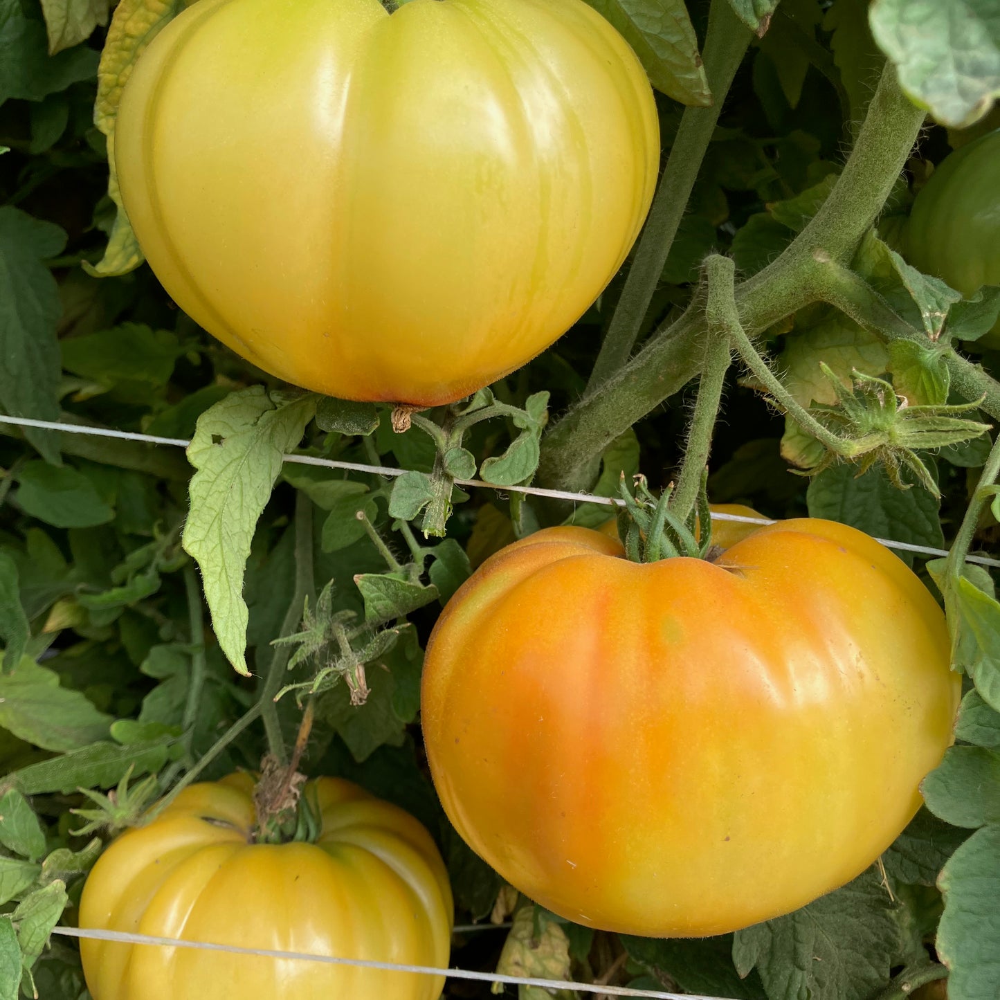 Tomato - Mr.Stripey