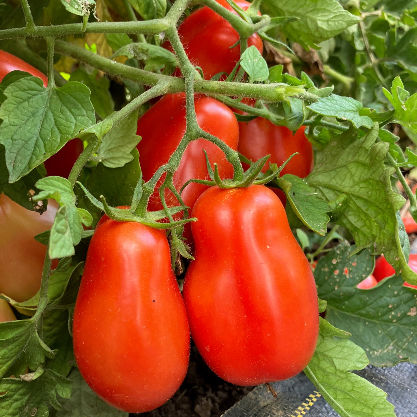 Tomato - San Marzano