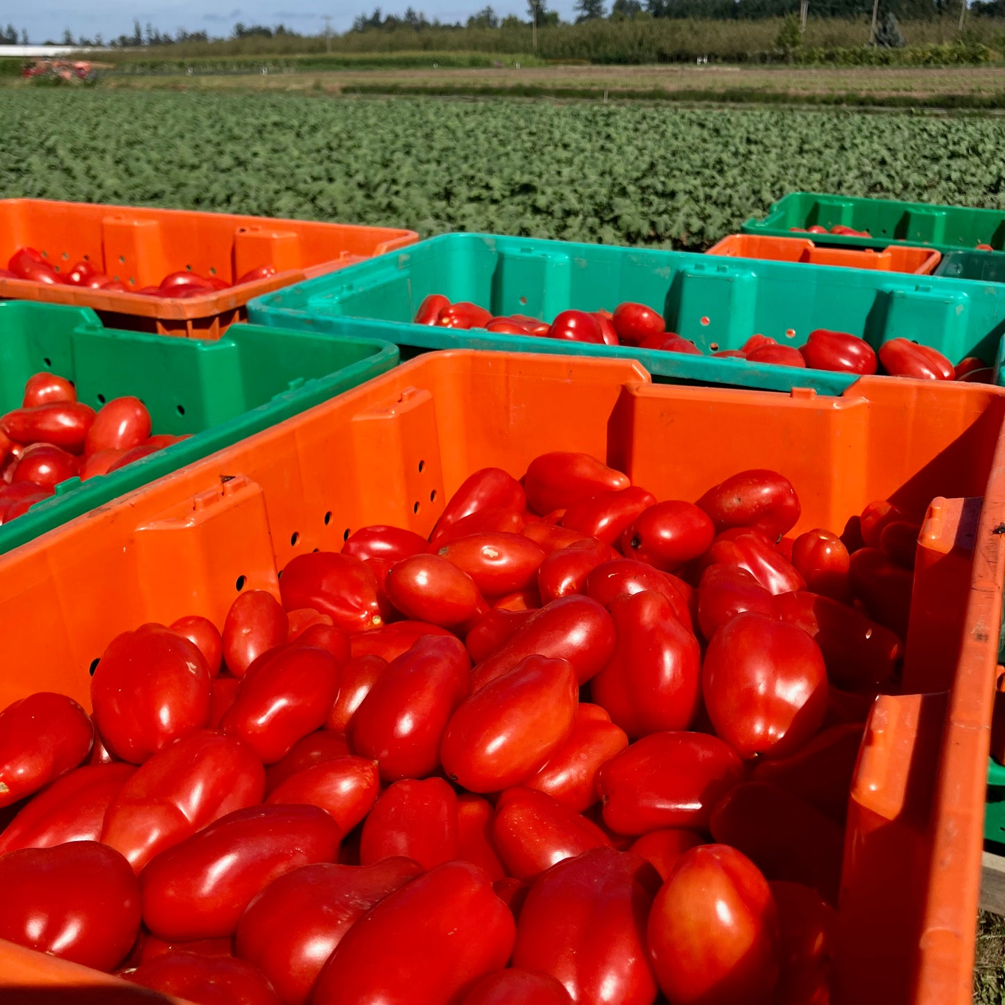 Tomato - San Marzano