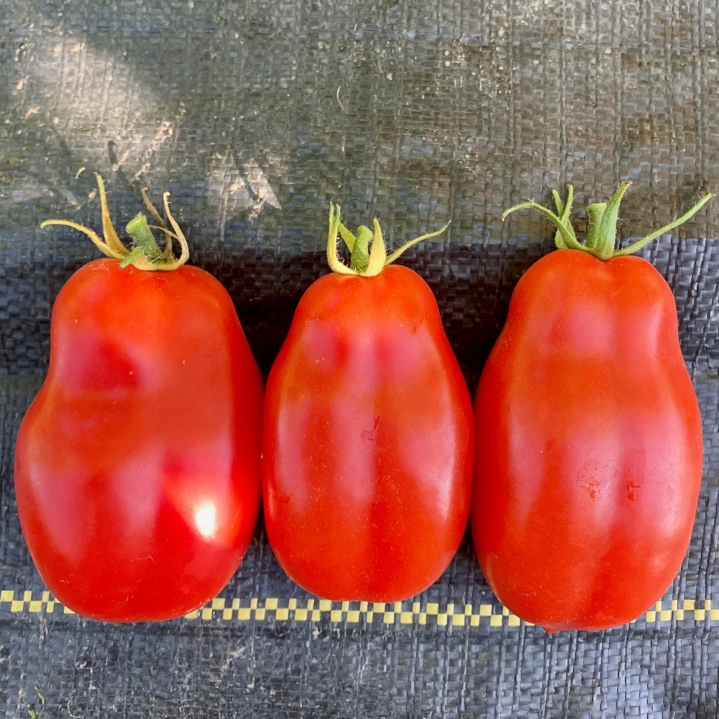Tomato - San Marzano