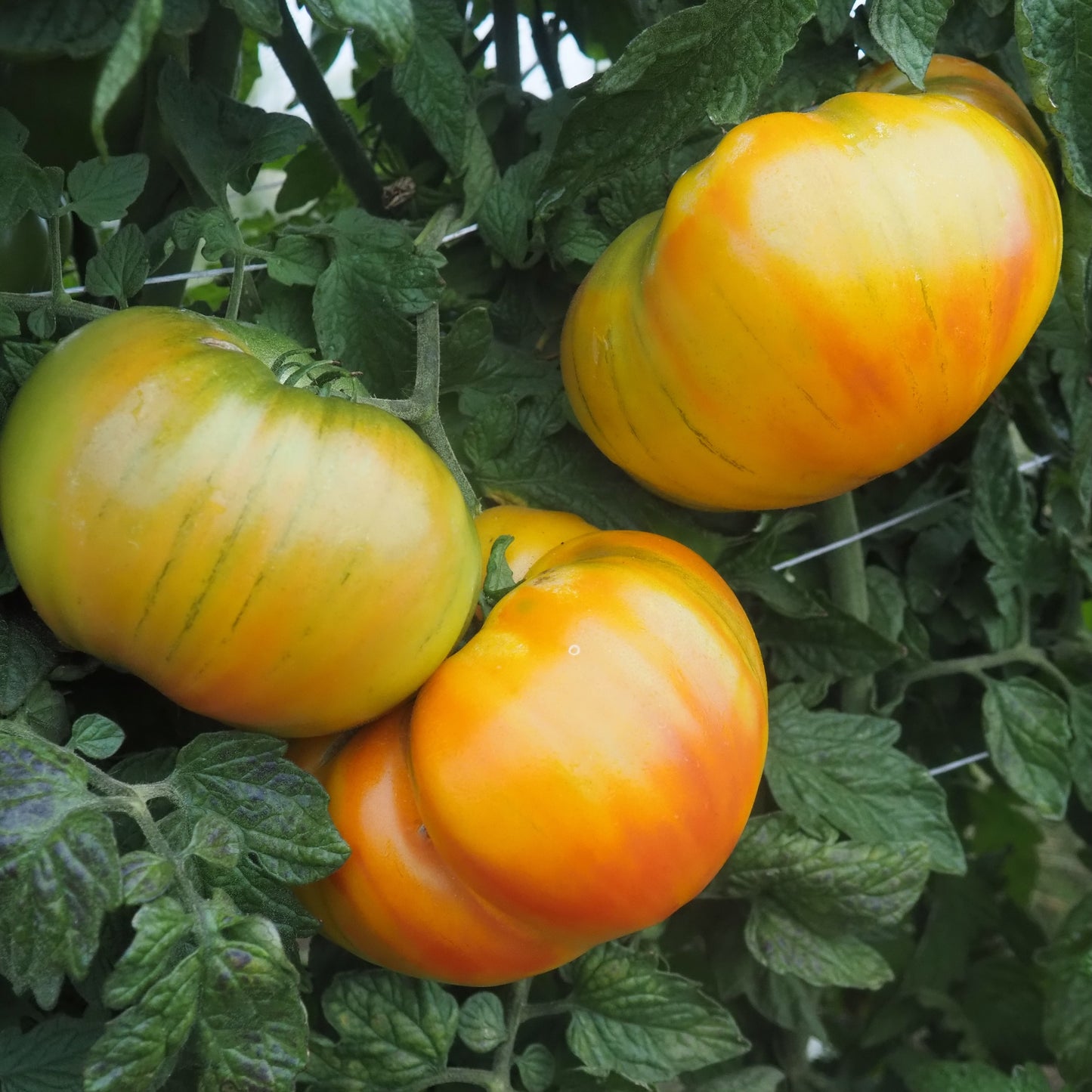 Tomato ⁃ Organic Seed - Striped German