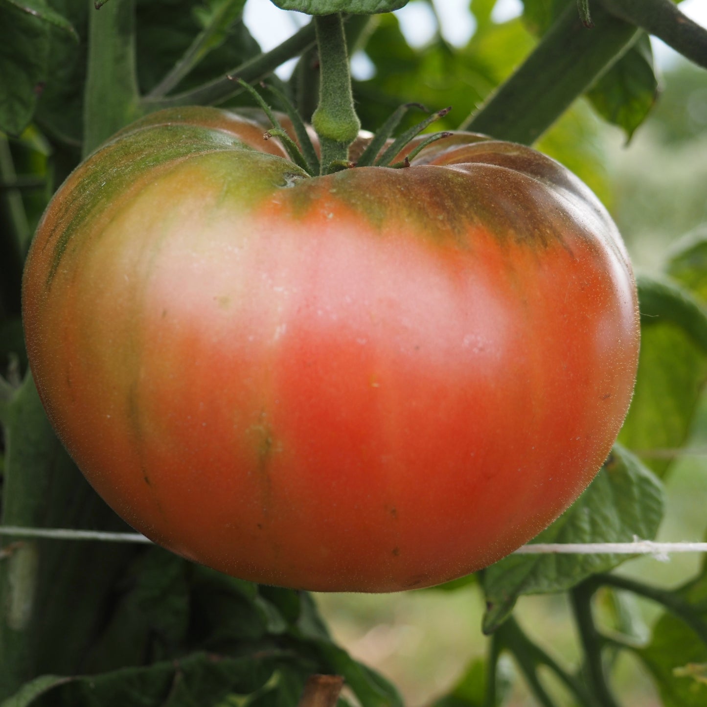 Tomato ⁃ Organic Seed - Sudduth's Brandywine