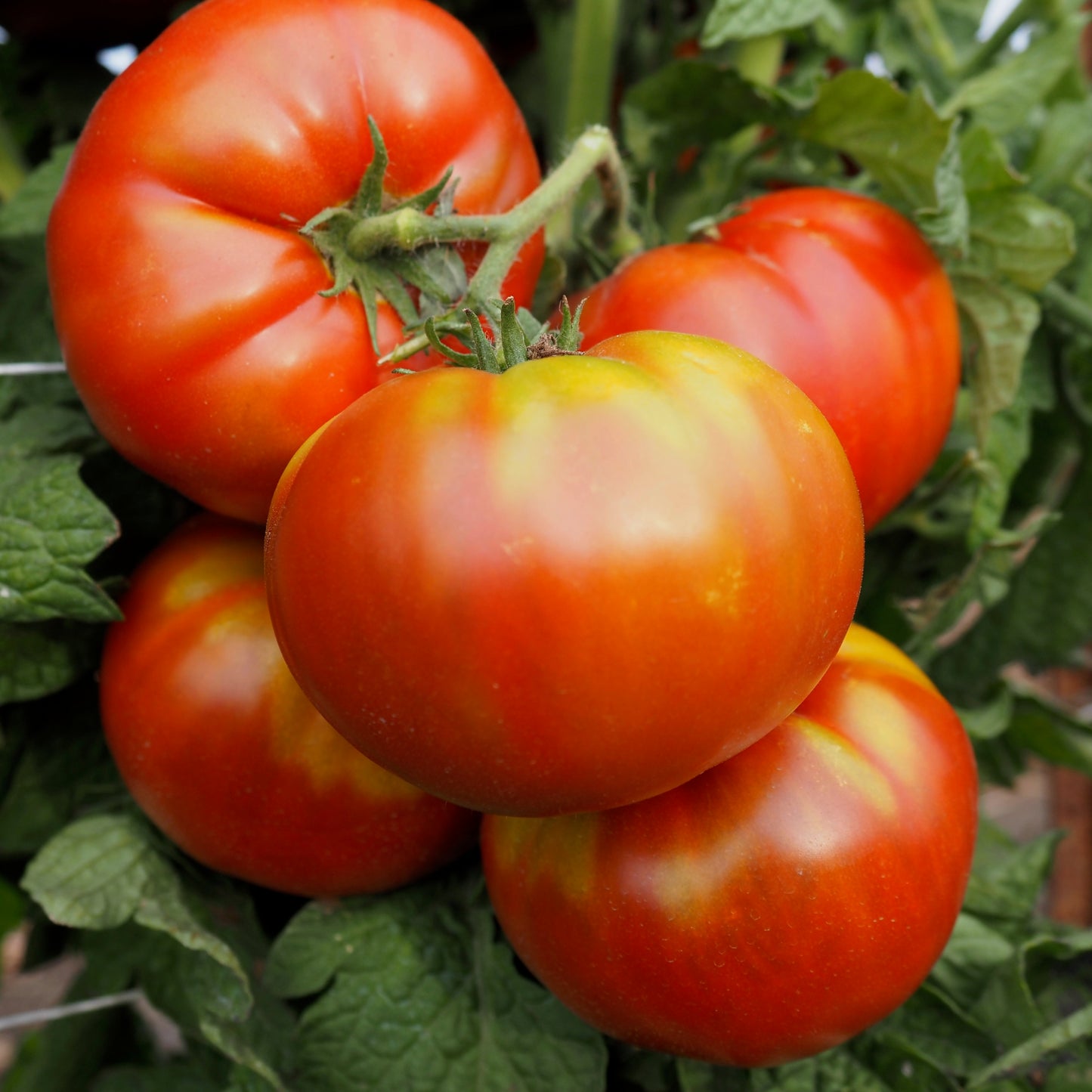 Tomato ⁃ Organic Seed - Tasmanian Chocolate