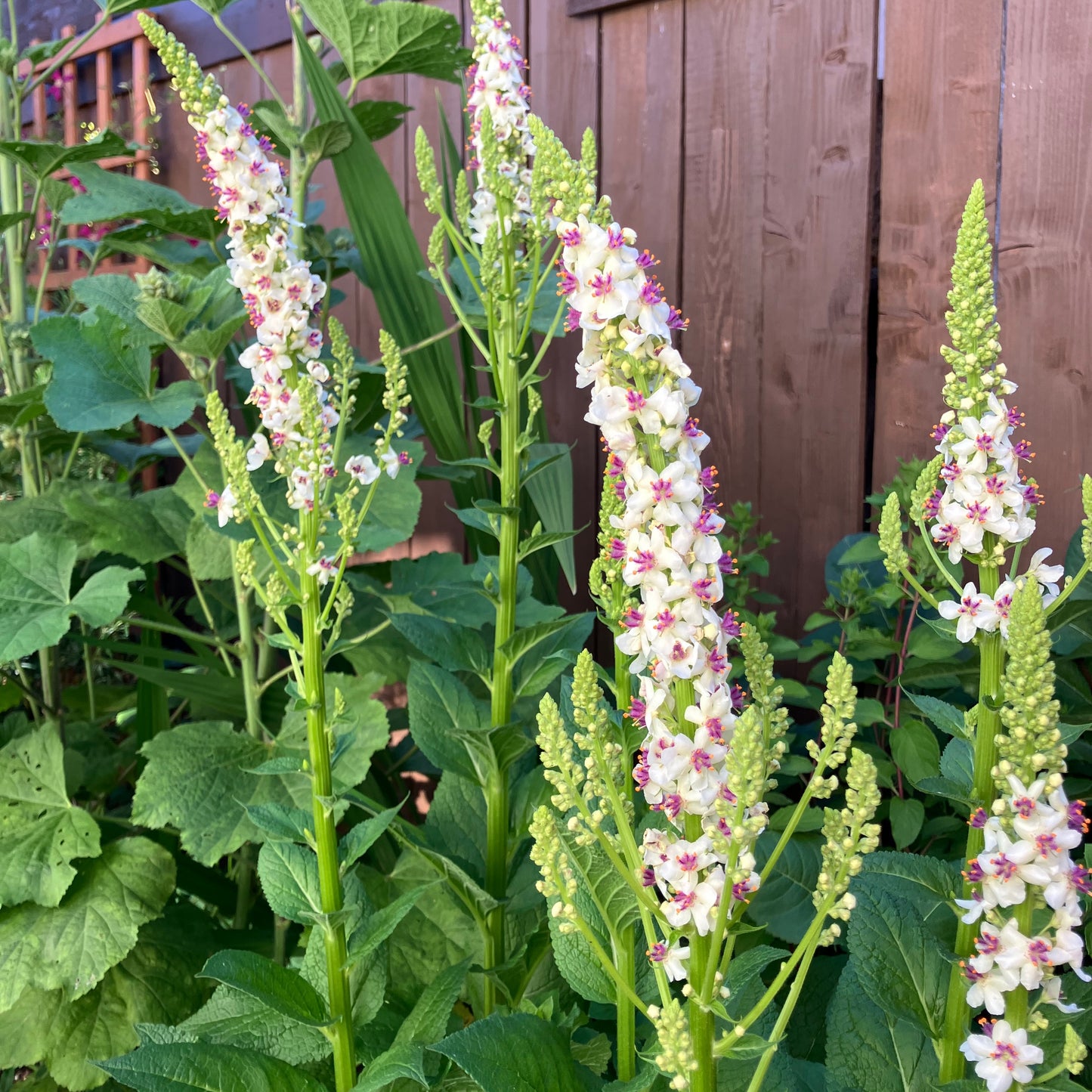 Verbascum - Phoenician Mullein