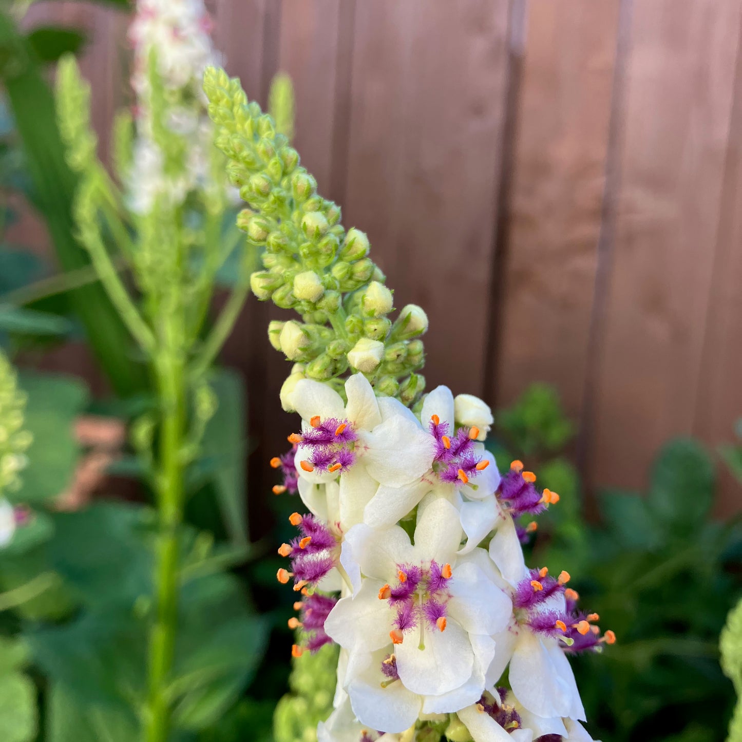 Verbascum - Phoenician Mullein