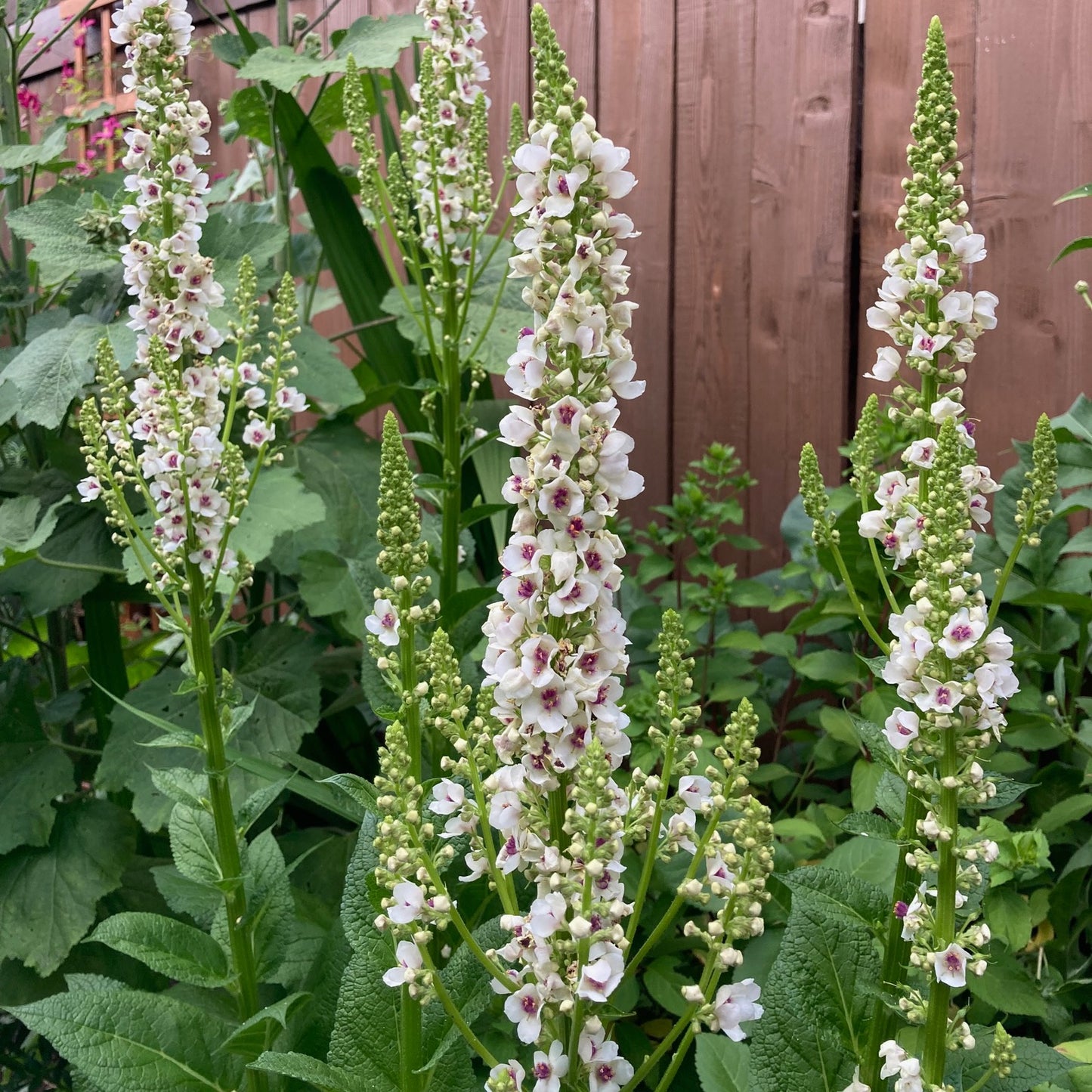 Verbascum - Phoenician Mullein
