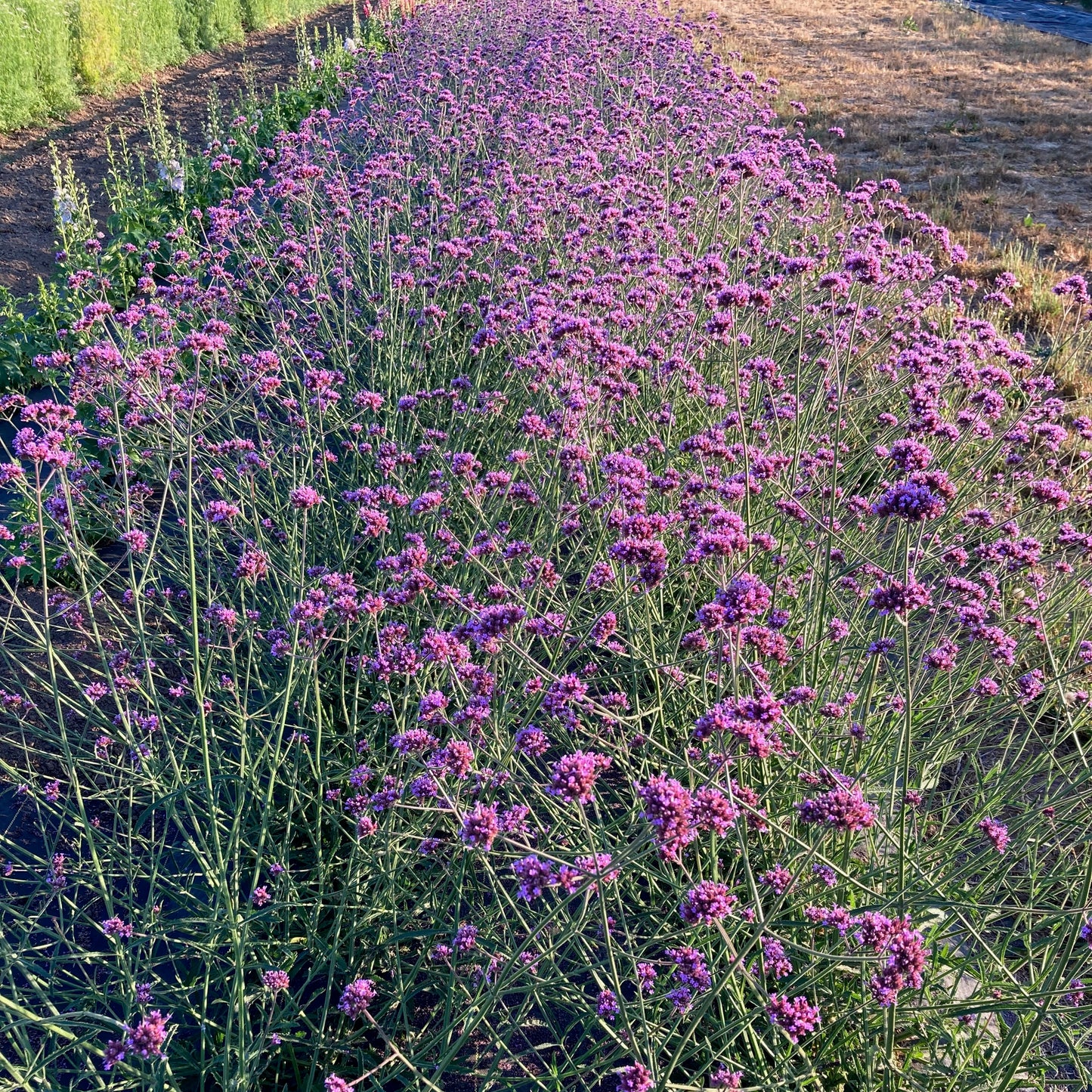 Verbena - Verbena