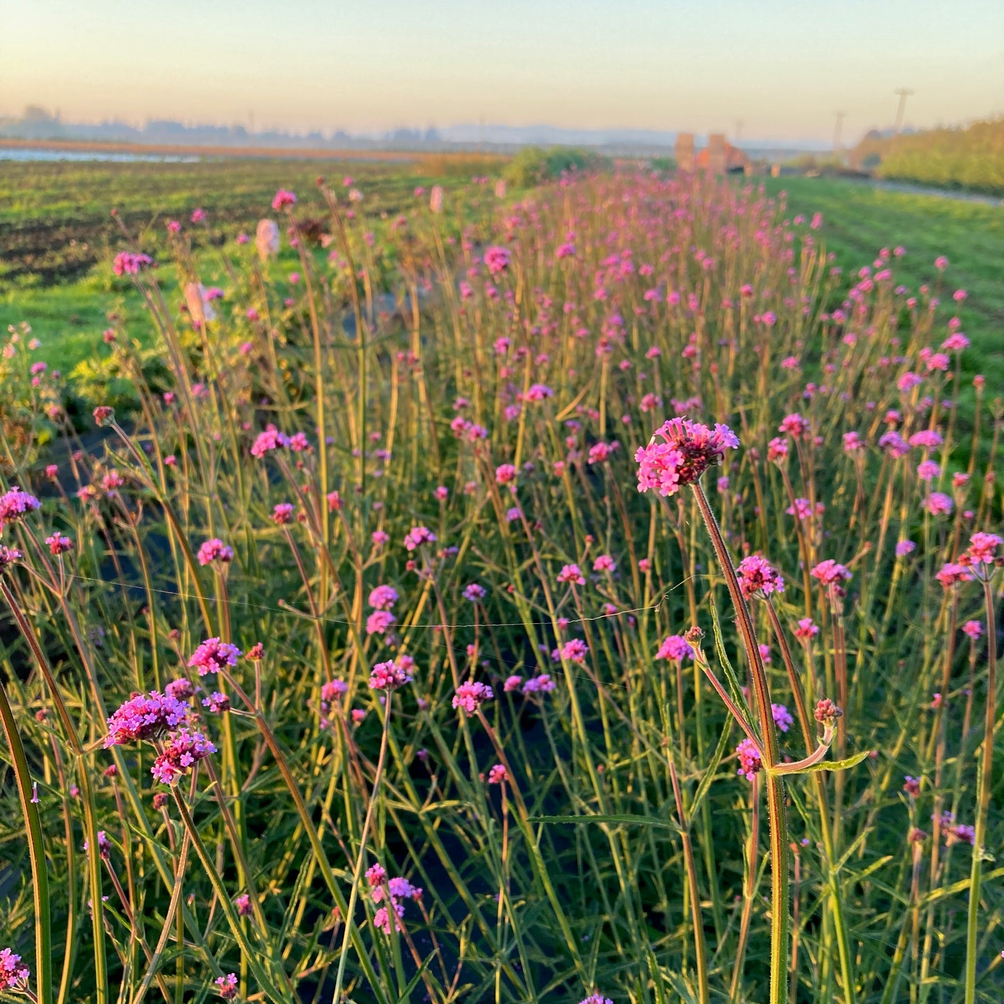 Verbena - Verbena