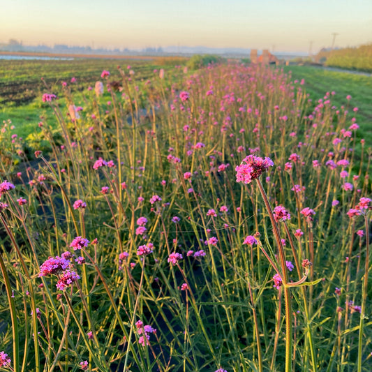 Verbena - Verbena