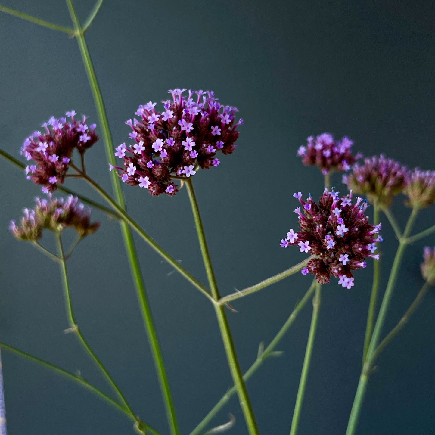Verbena - Verbena