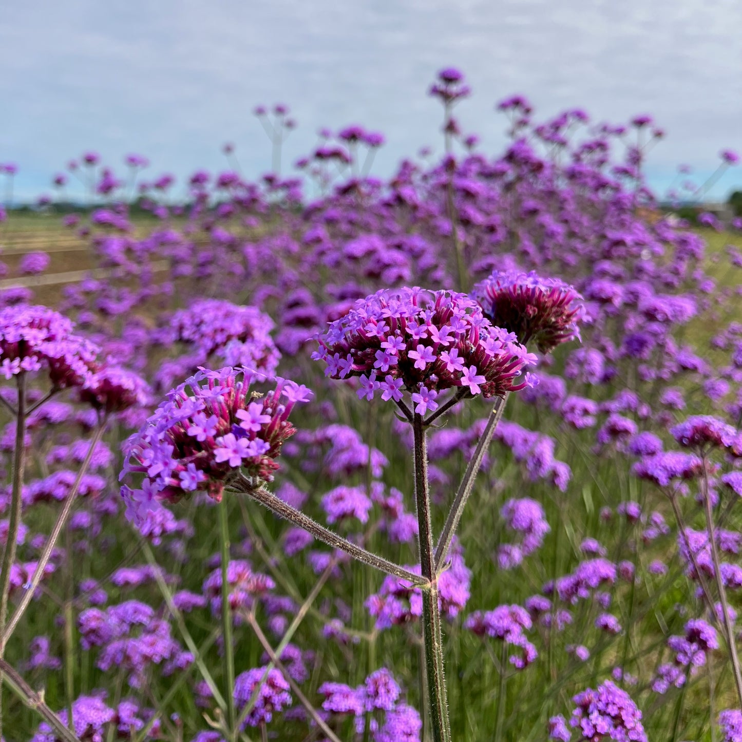 Verbena - Verbena