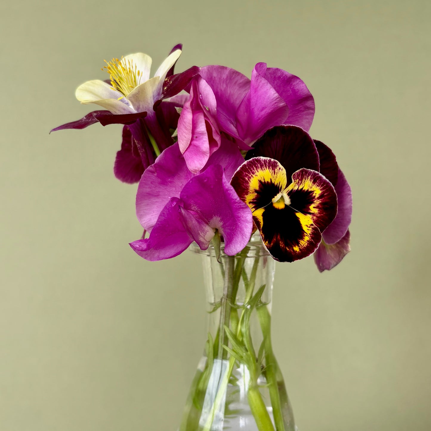 Viola ⁃ Organic Seed - Aalsmeer King Size Mix