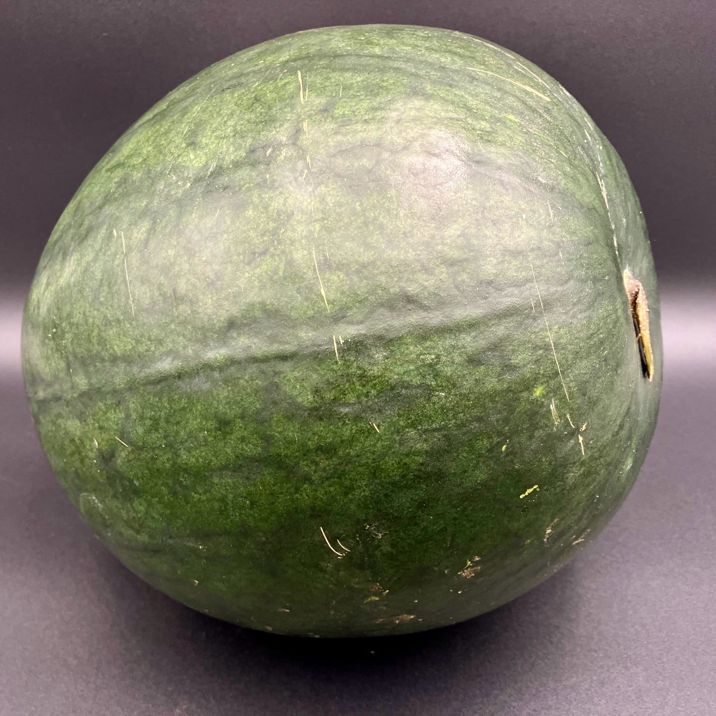 Watermelon - Blacktail Mountain