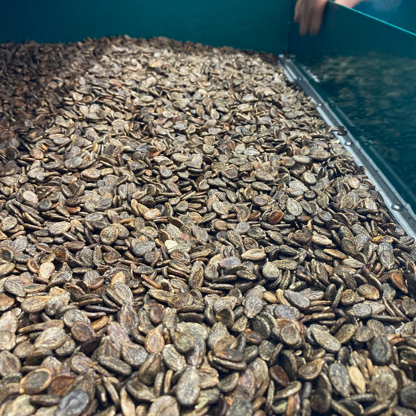 Watermelon - Blacktail Mountain