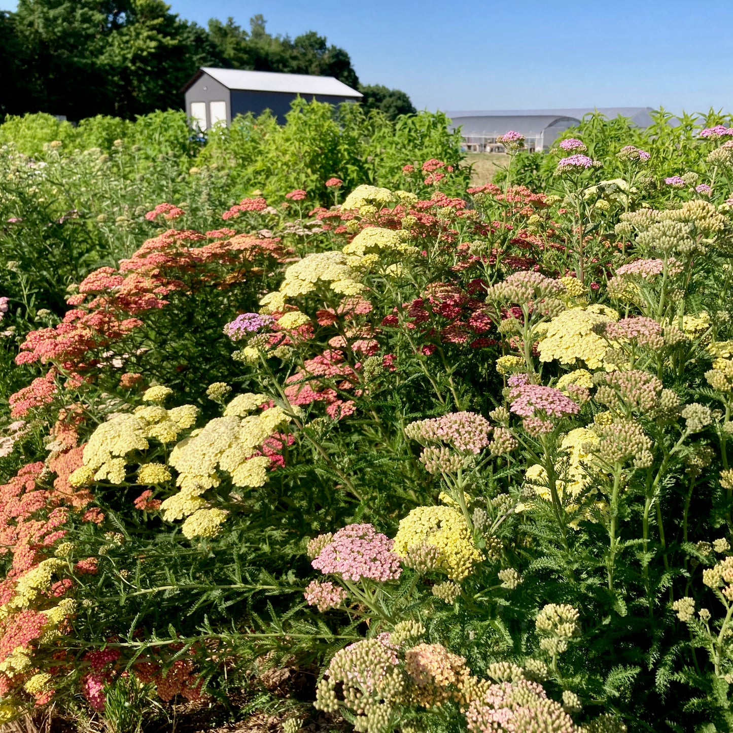 Yarrow - Favorite Berries