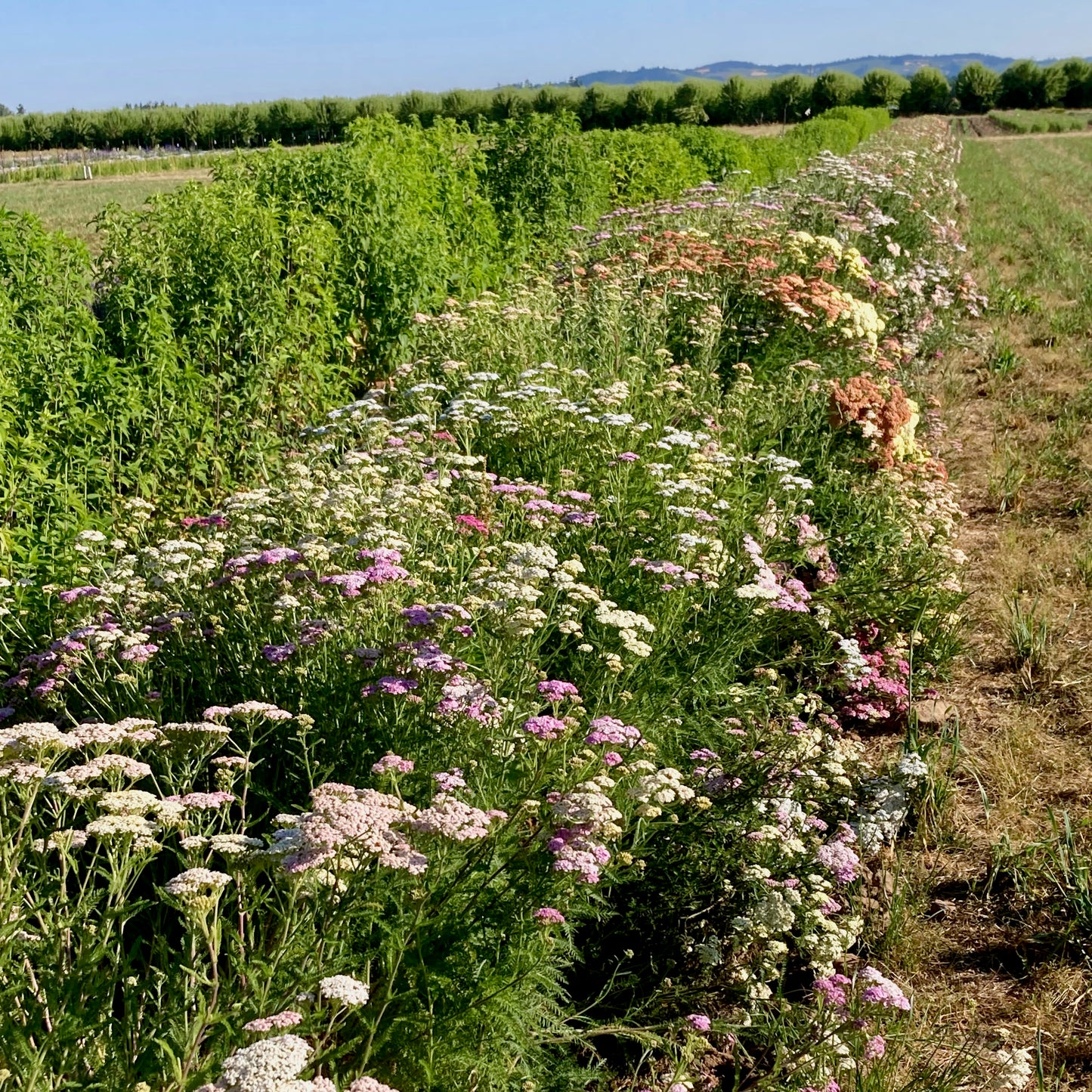 Yarrow - Favorite Berries