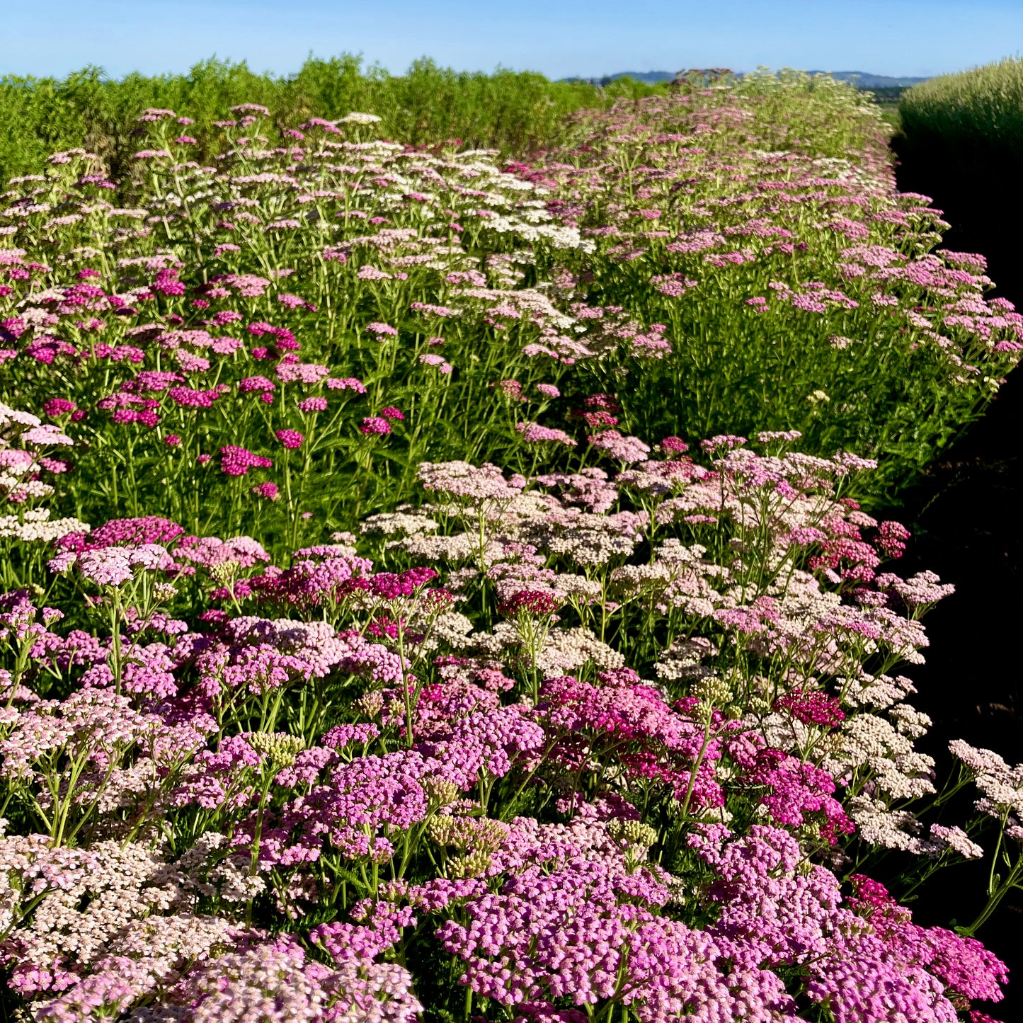 Yarrow - Summer Berries