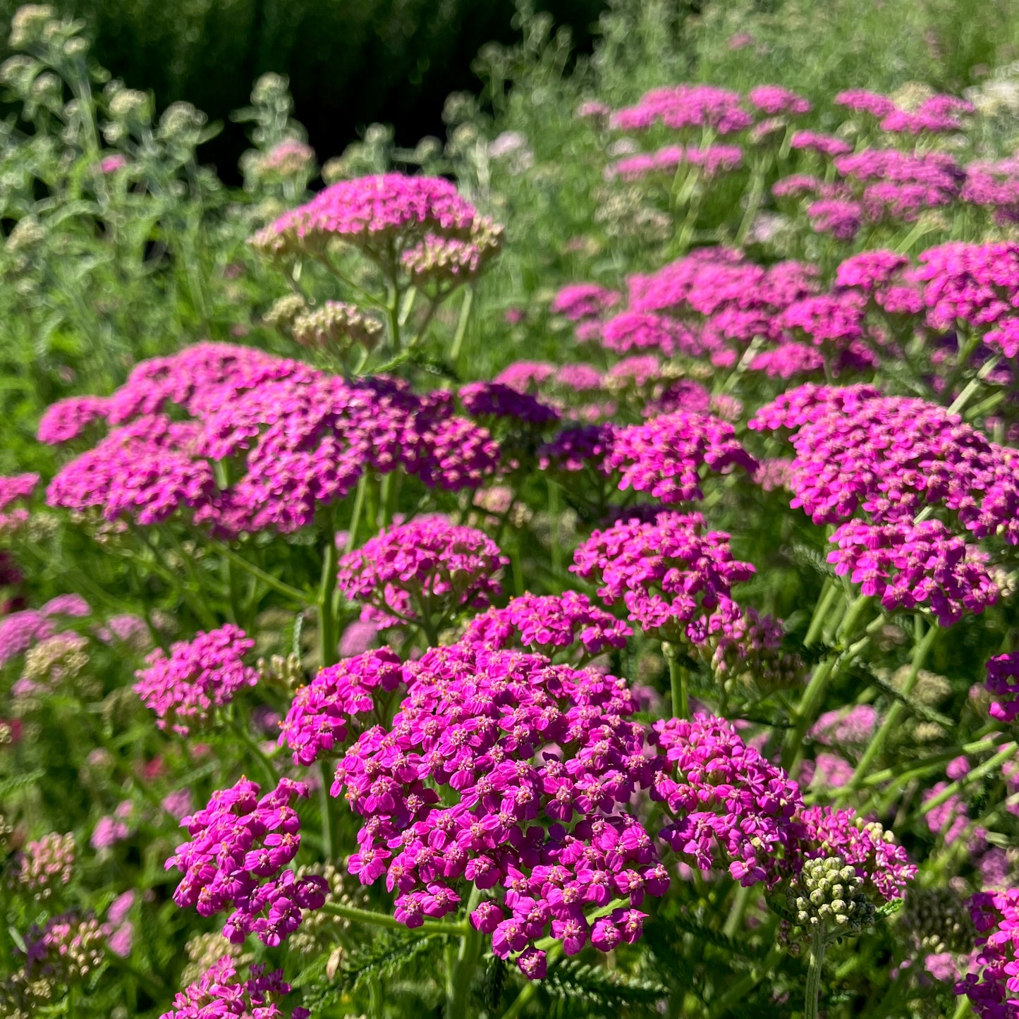 Yarrow - Summer Berries