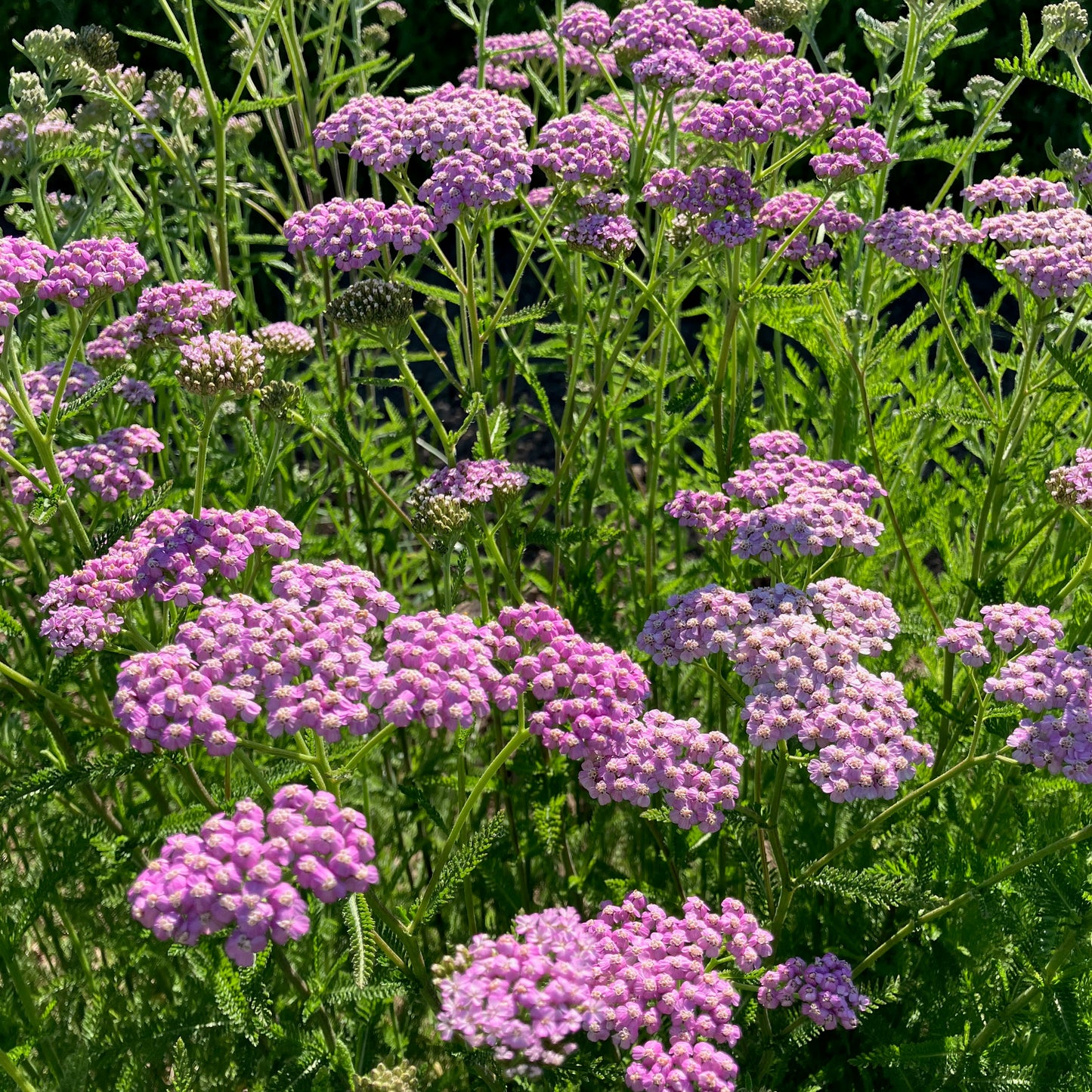 Yarrow - Summer Berries