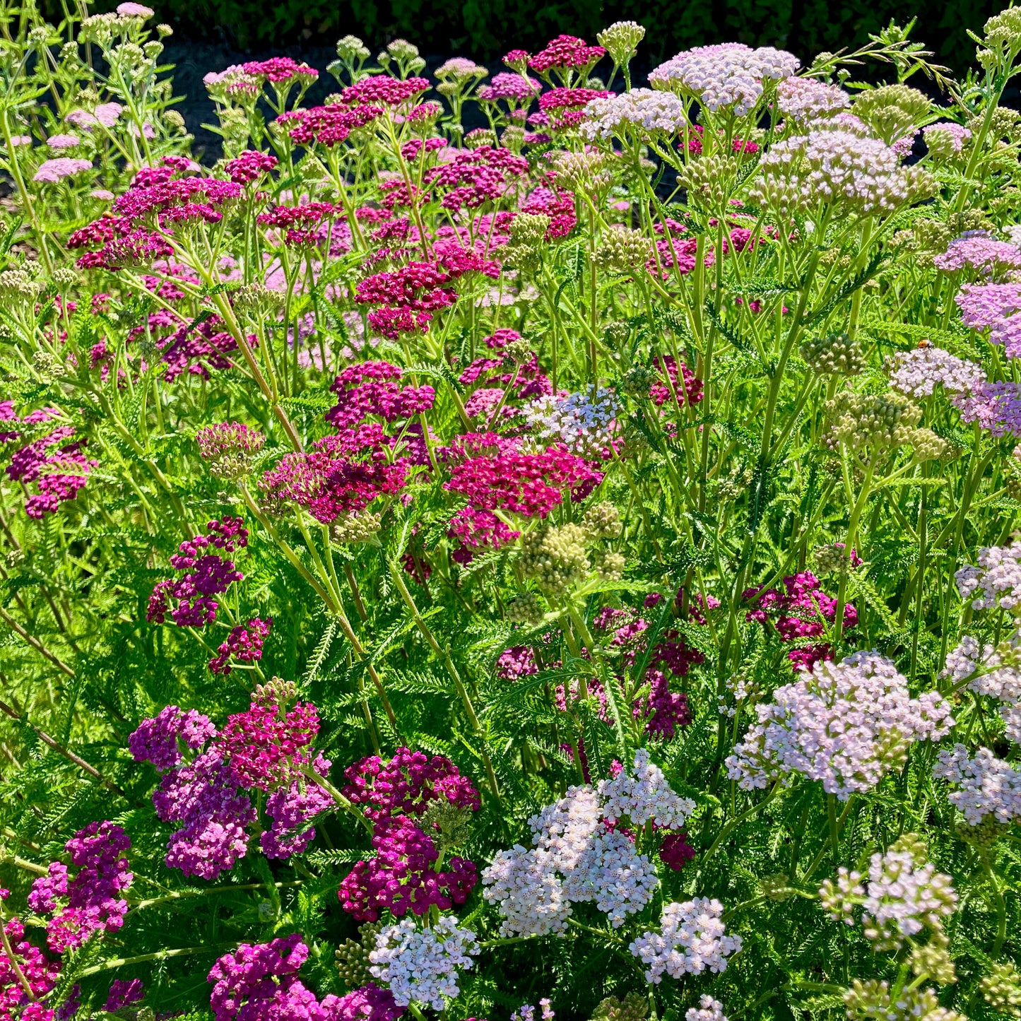 Yarrow - Summer Berries