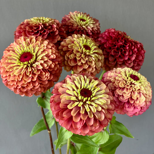 Zinnia - Queeny Red Lime