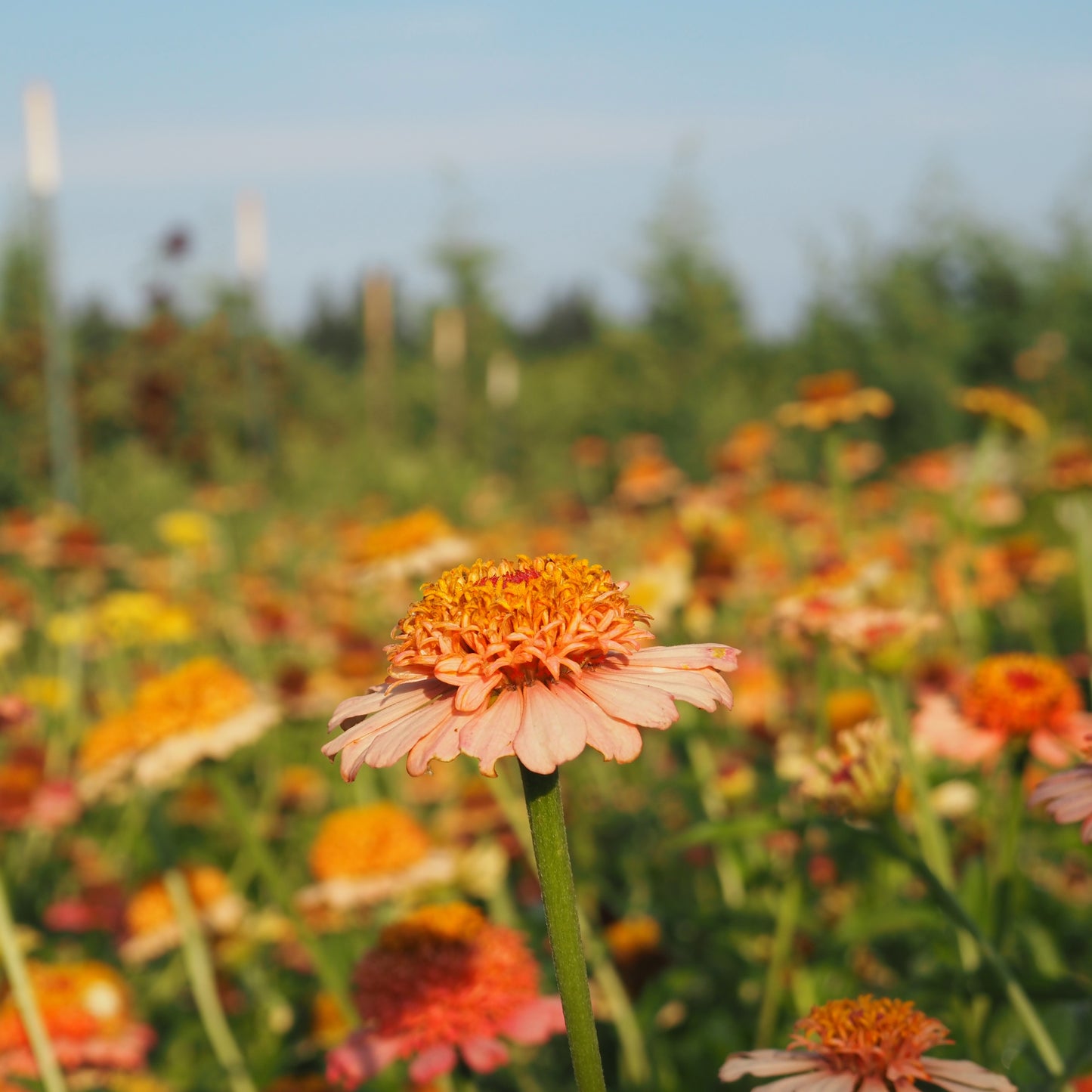 Zinnia ⁃ Organic Seed - Zinderella Peach