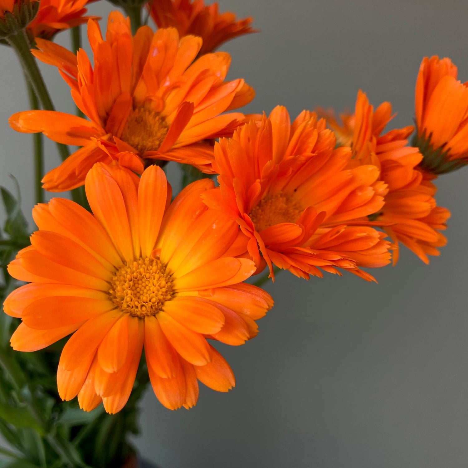Edible Flowers
