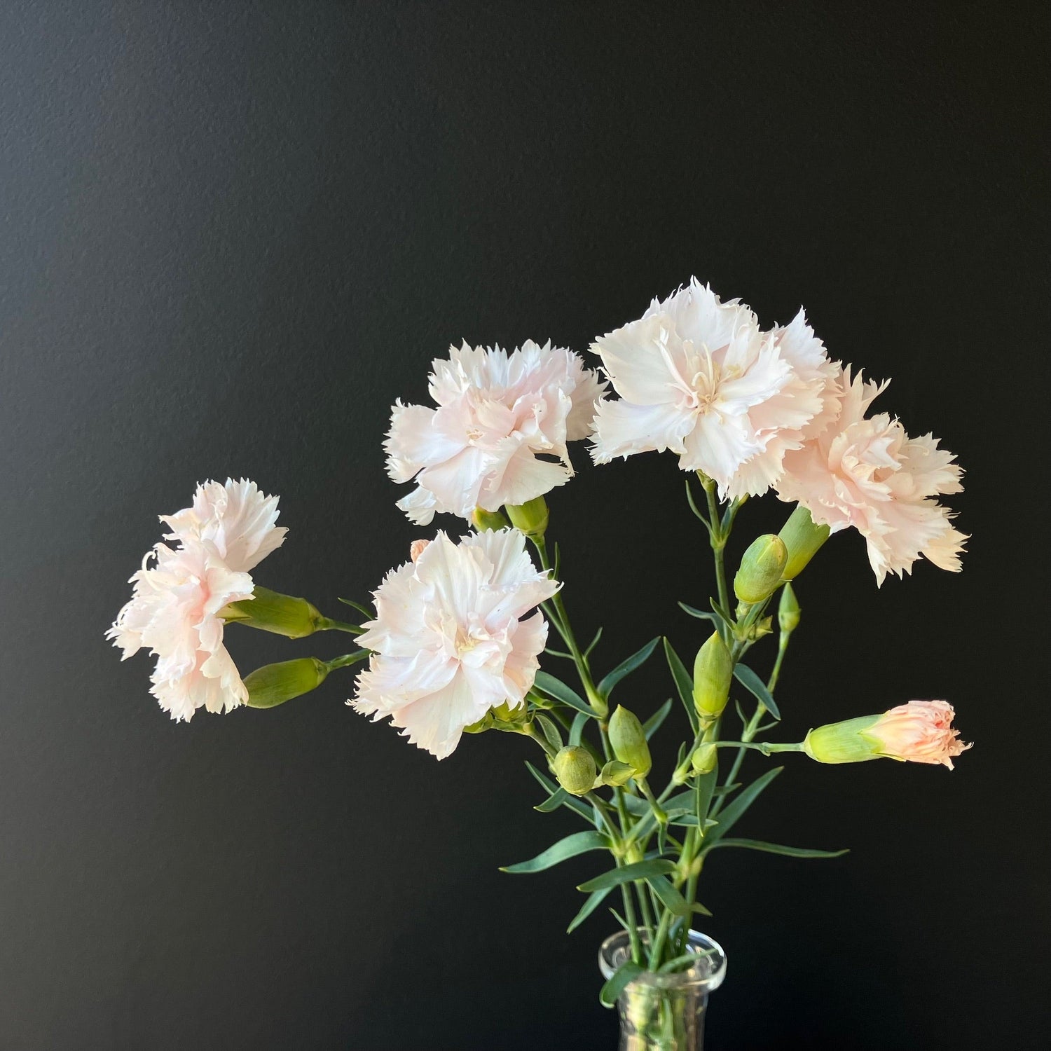 Cut Flowers