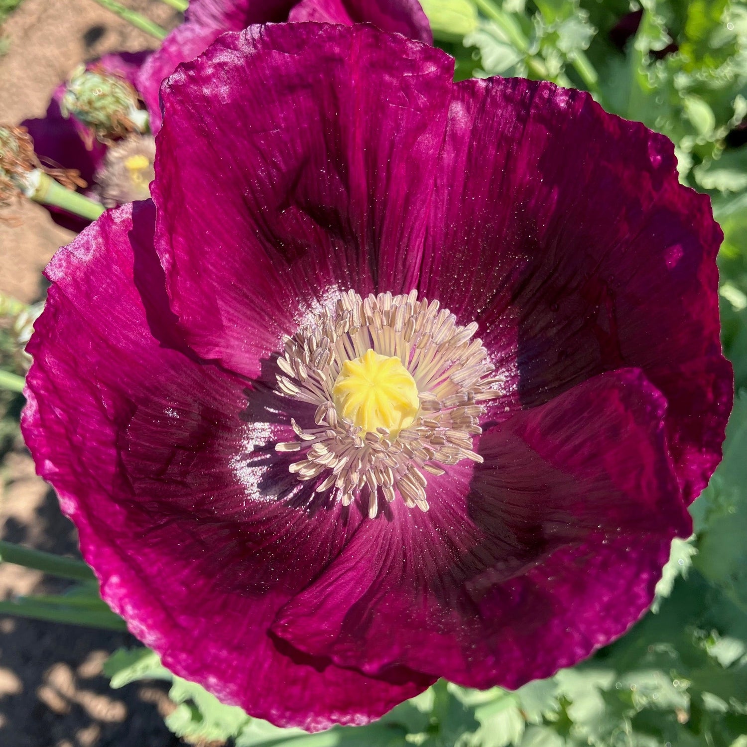 Farm Favorite Flowers