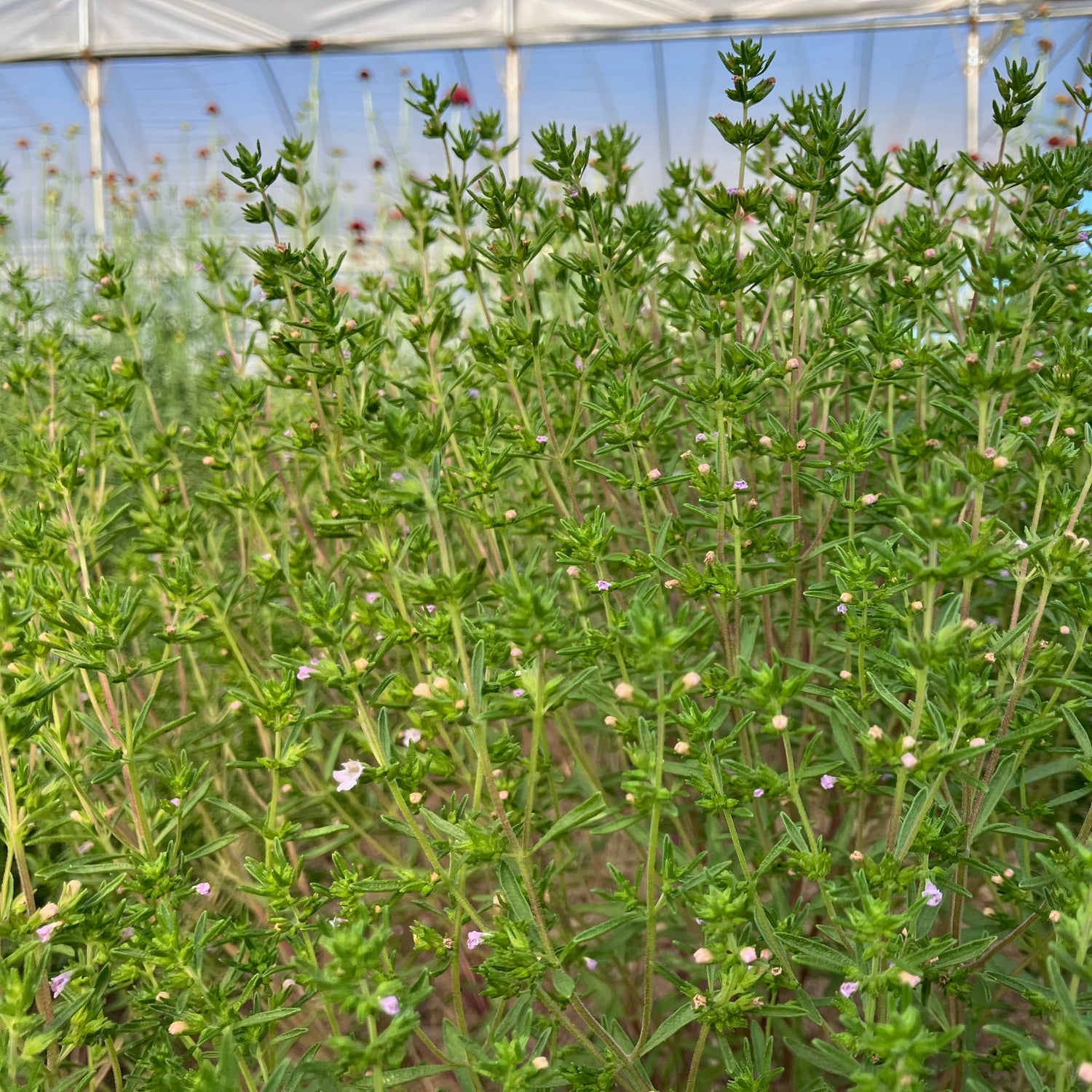 Wholesale Herbs