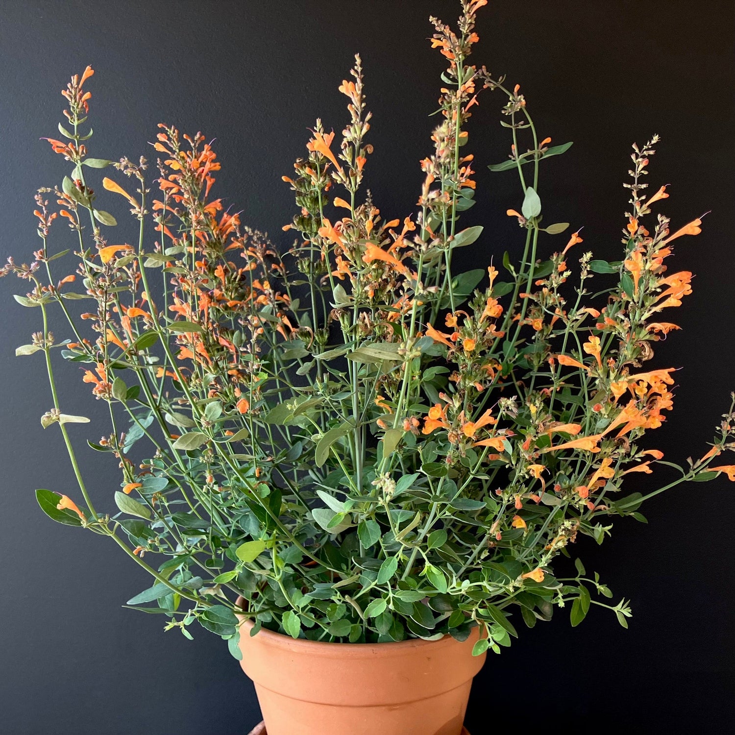 Container Flowers