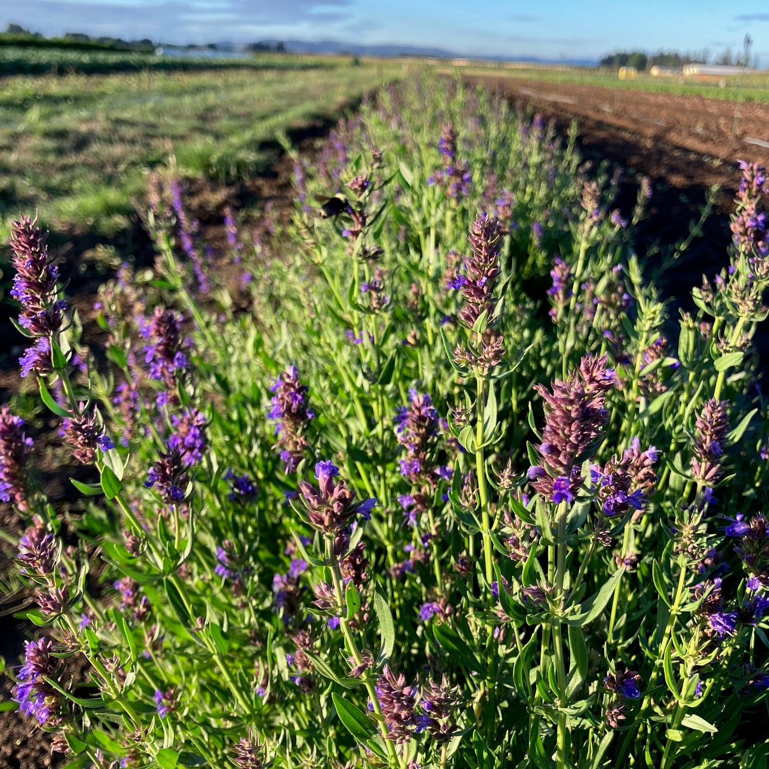 Pollinator Flowers