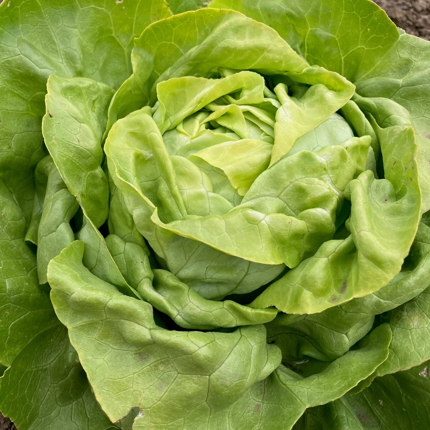 Easy Growing Vegetables