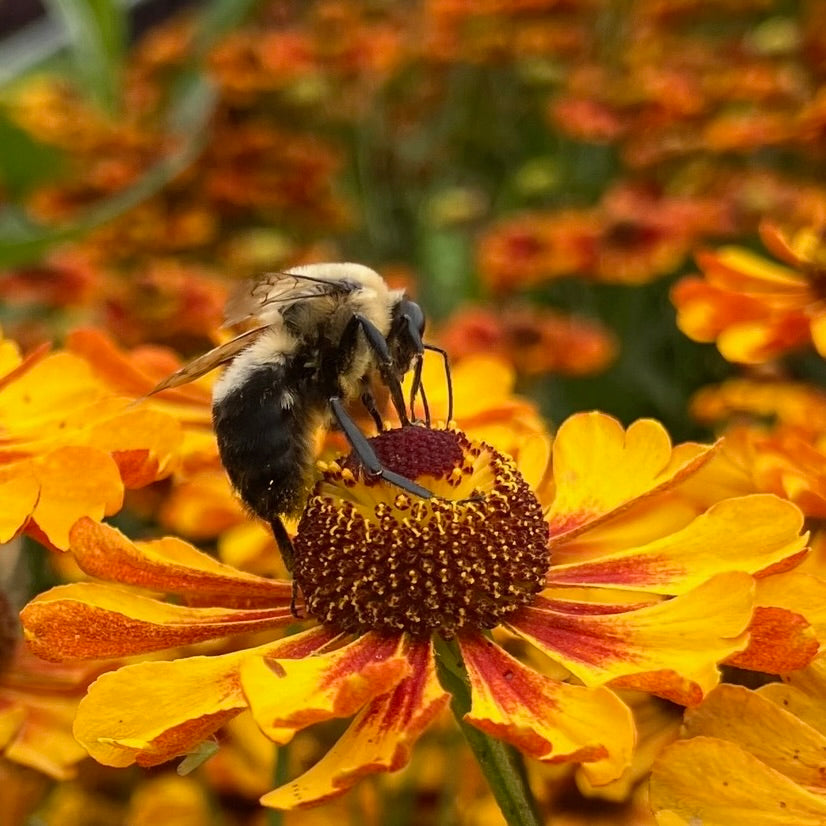 Pollinator Friendly