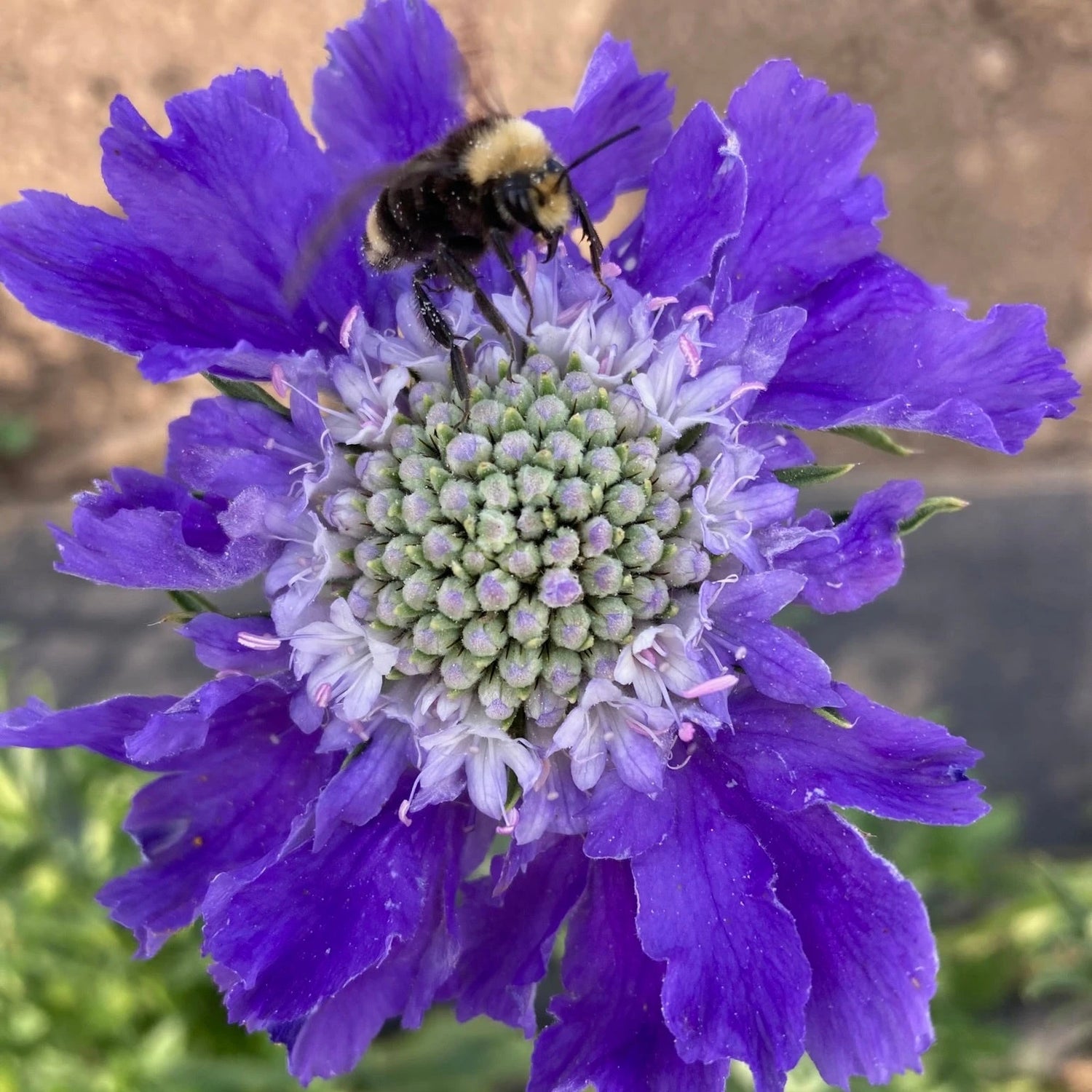 Perennial Flowers