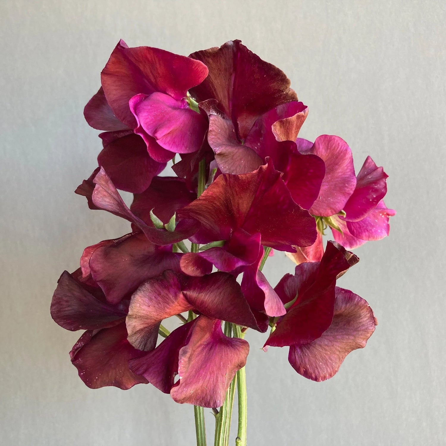 Annual Flowers