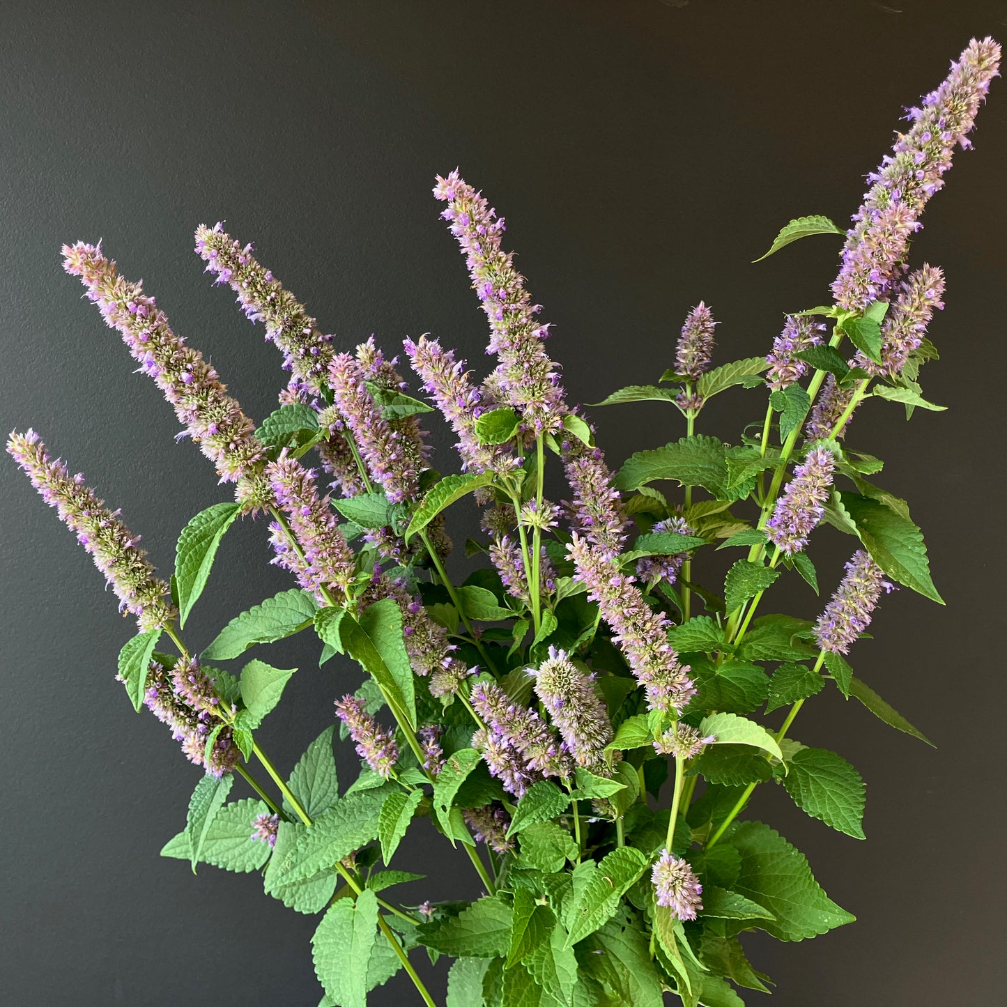 planting agastache seeds Agastache ⁃ Organic Seed