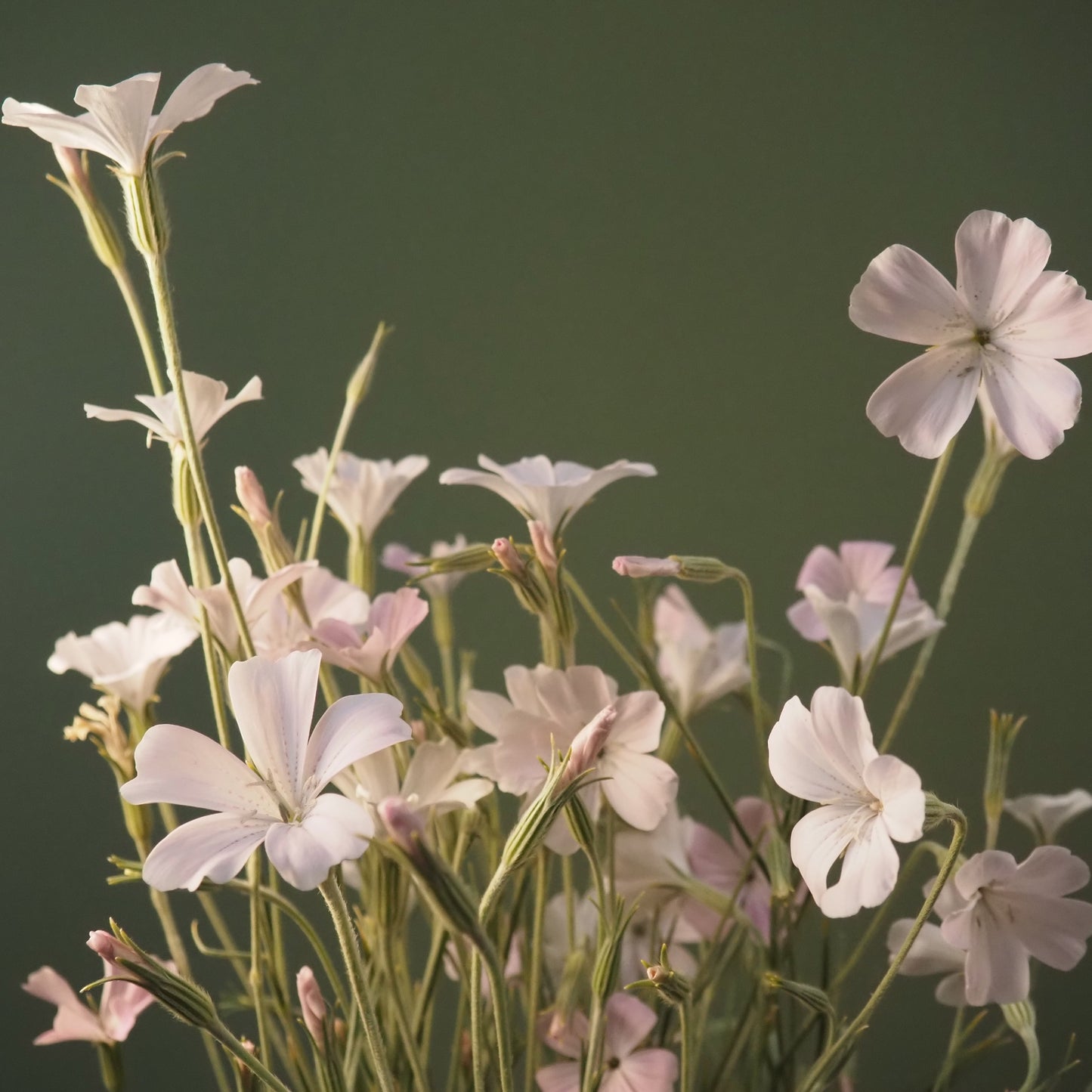 Agrostemma - Blossom Pearl