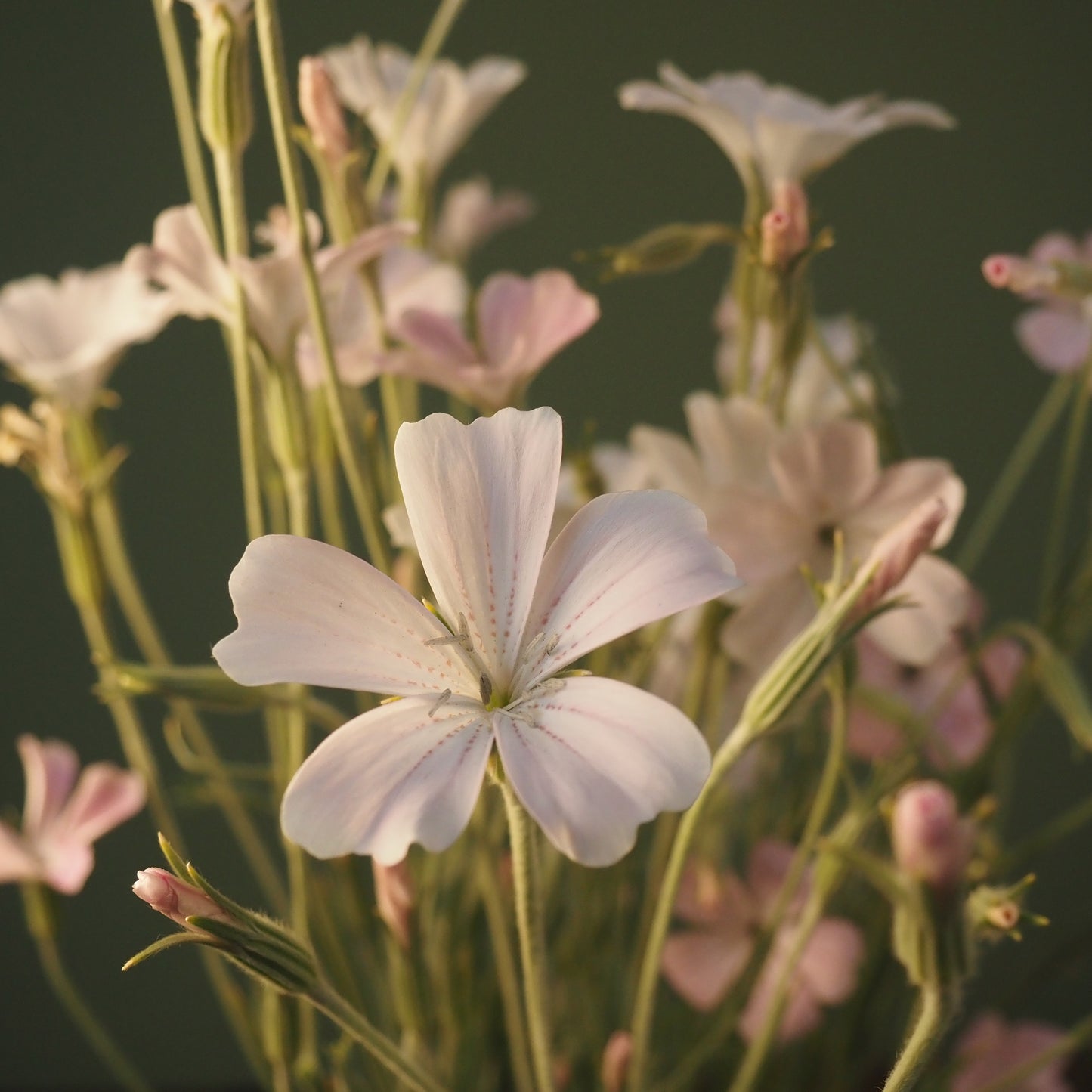 Agrostemma - Blossom Pearl