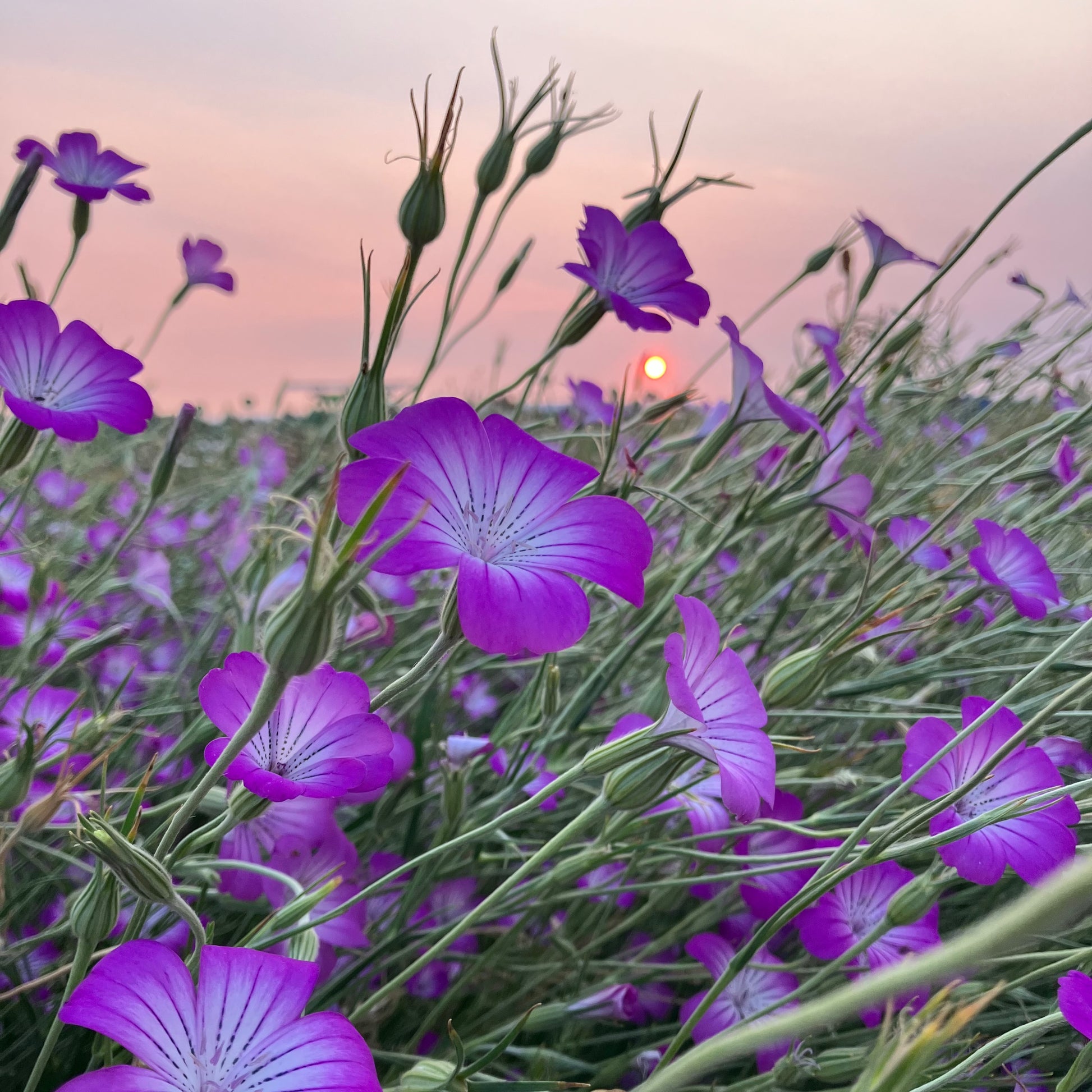 plant with purple seeds Agrostemma (Corn cockle) ⁃ Organic Seed