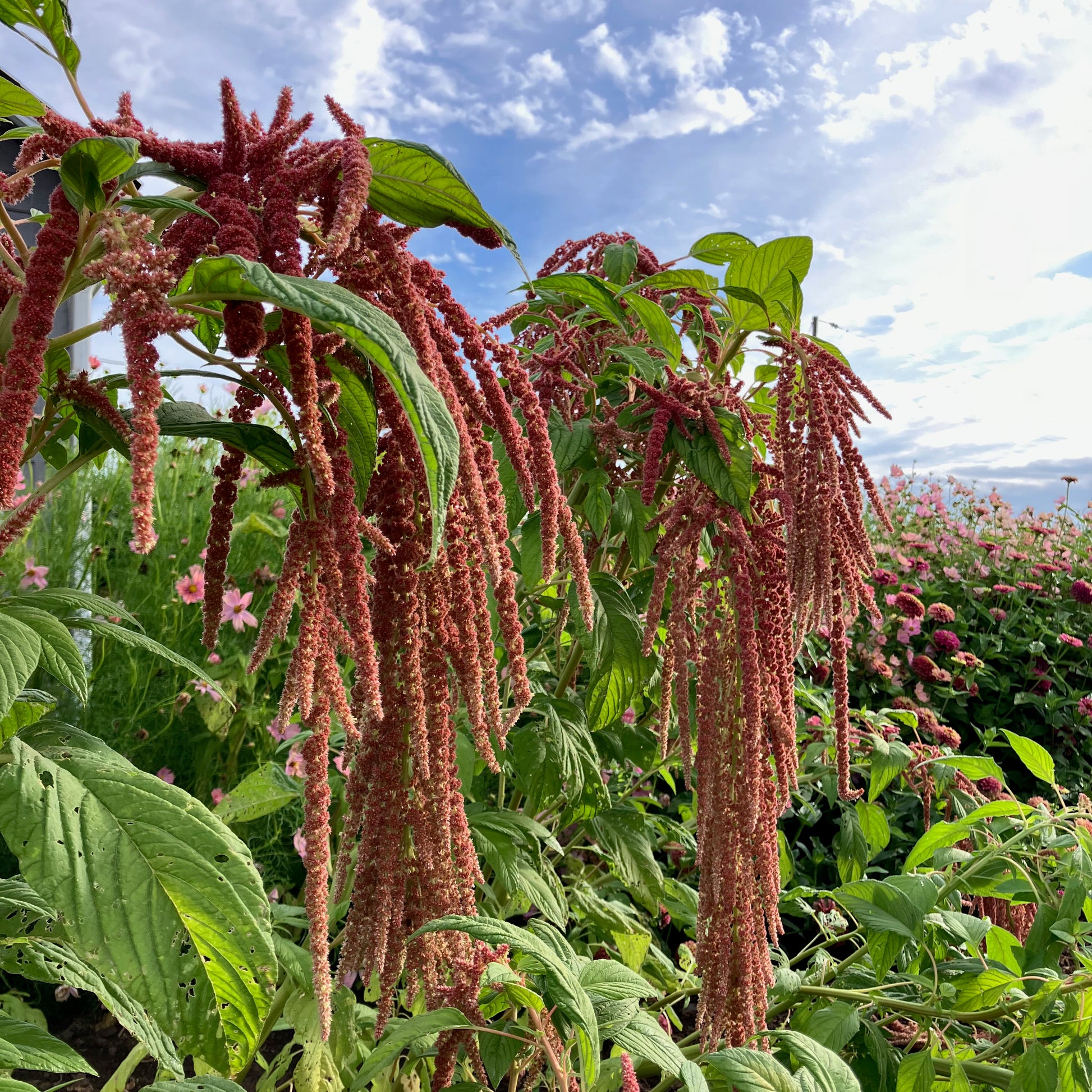 amaranth house plant Amaranth ⁃ Organic Seed
