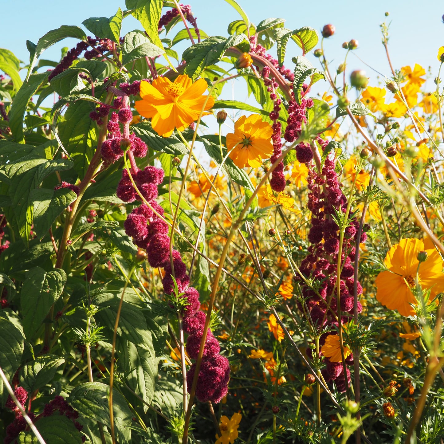 Amaranth - Dreadlocks