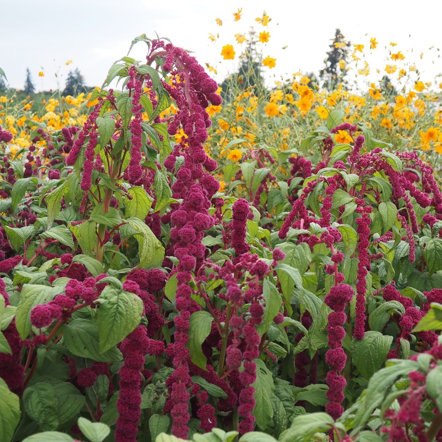 Amaranth - Dreadlocks