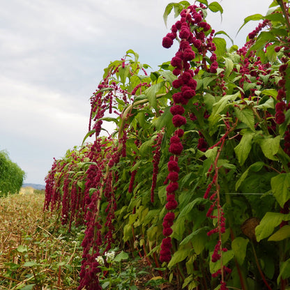 Amaranth - Dreadlocks
