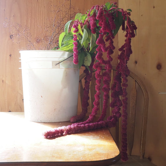 Amaranth - Dreadlocks