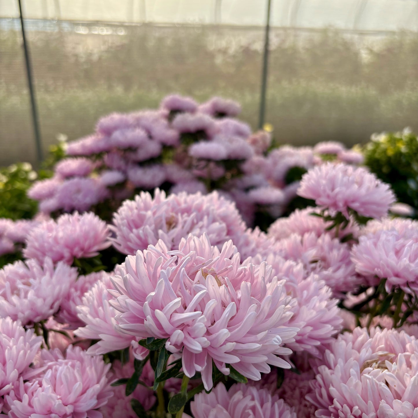 Aster ⁃ Organic Seed - Soufflé Light Pink