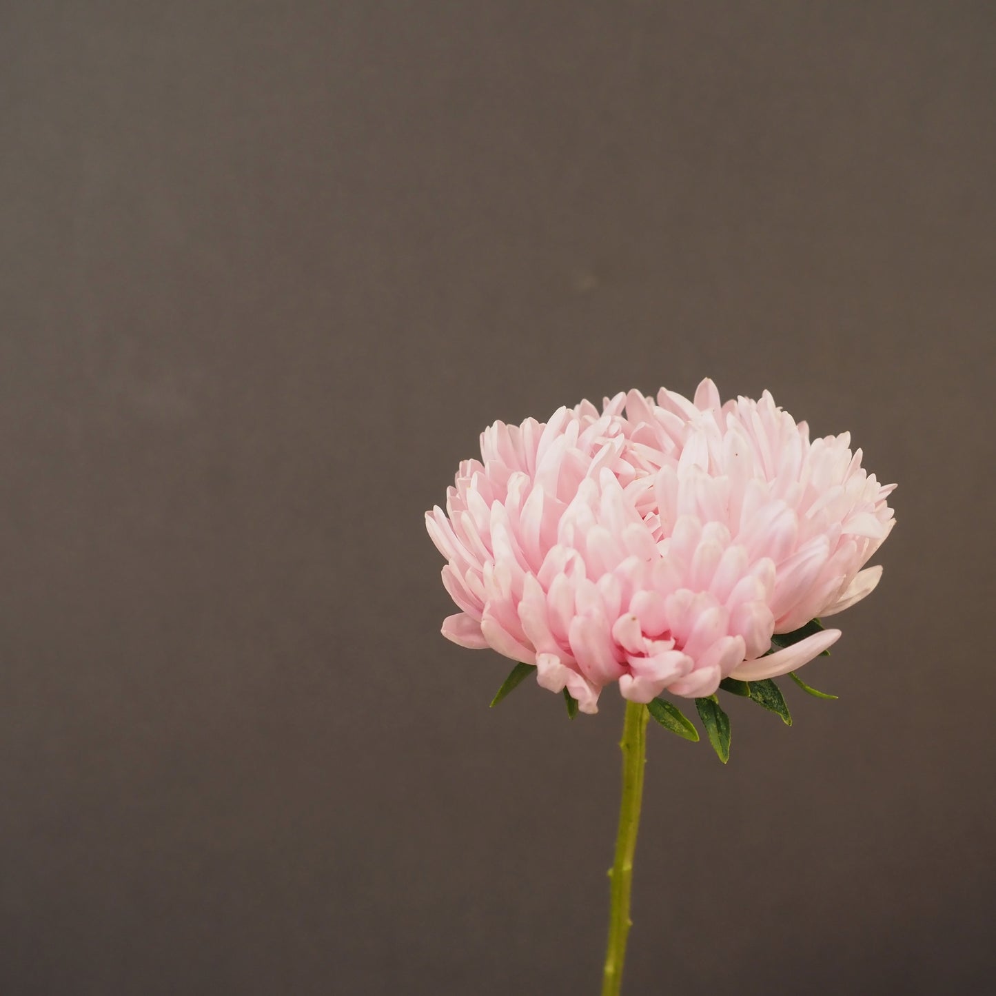 Aster ⁃ Organic Seed - Soufflé Light Pink