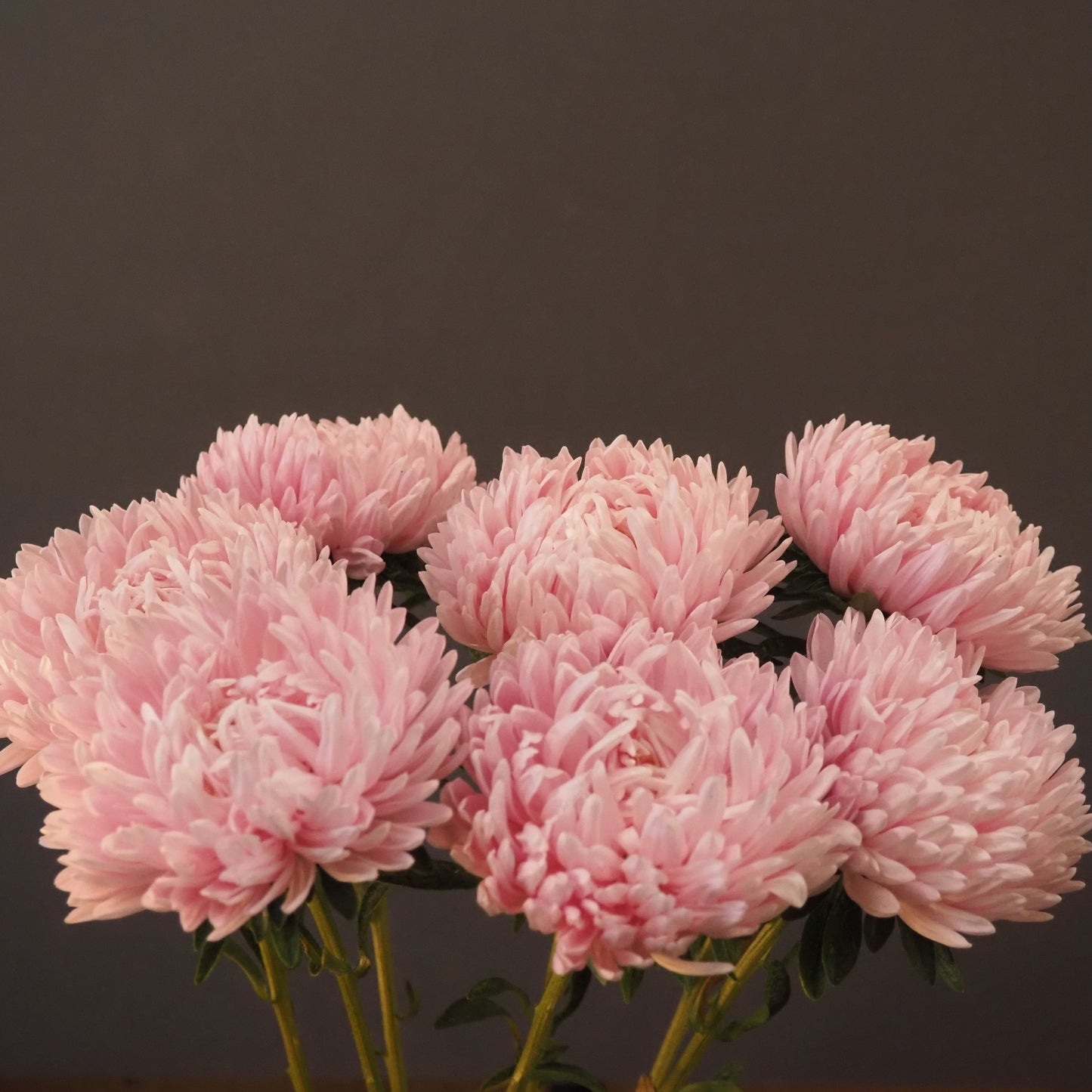 Aster ⁃ Organic Seed - Soufflé Light Pink