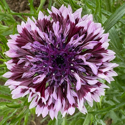 Bachelor Buttons ⁃ Organic Seed - Classic Magic