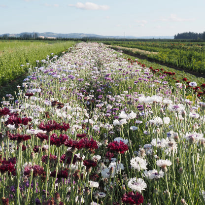 Bachelor Buttons ⁃ Organic Seed - Classic Magic